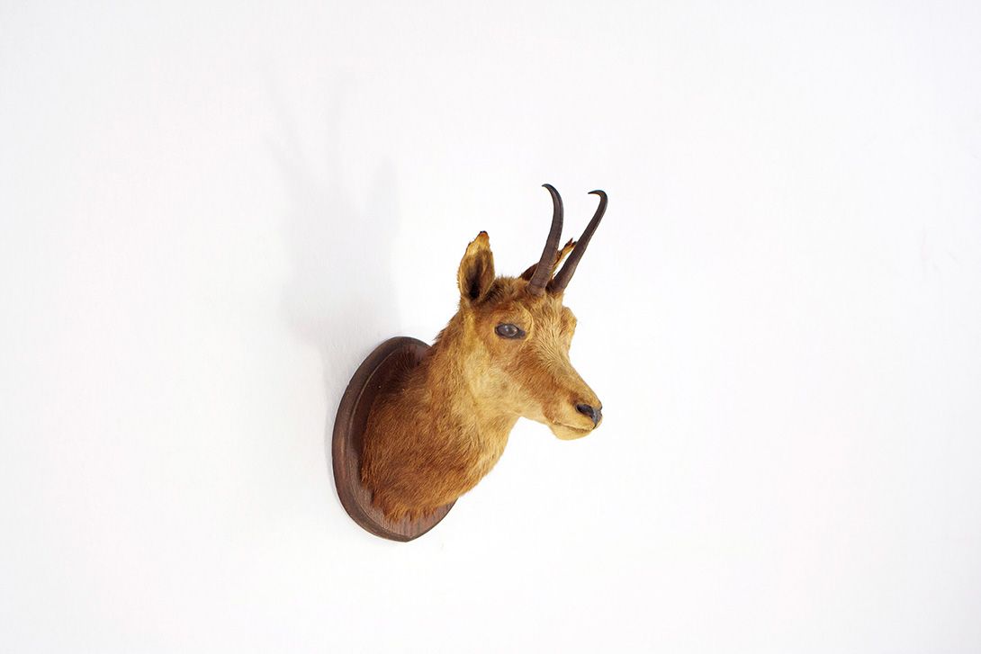 Foto Young Ibex