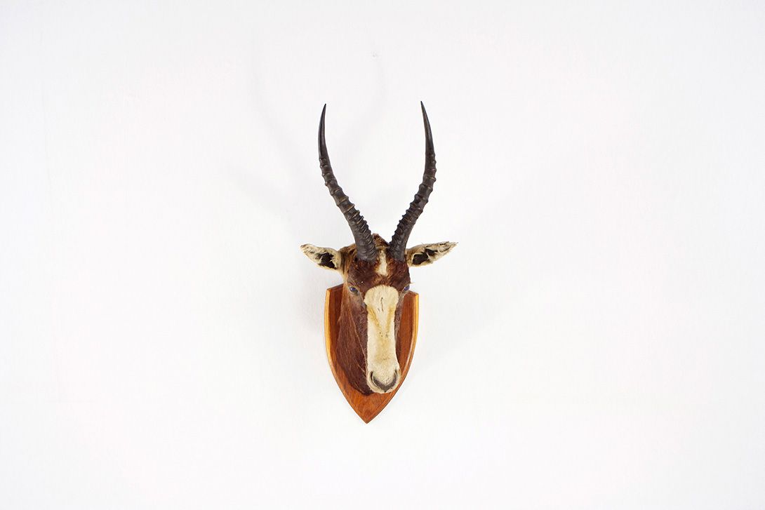 Foto Buntbock / Bontebok Head