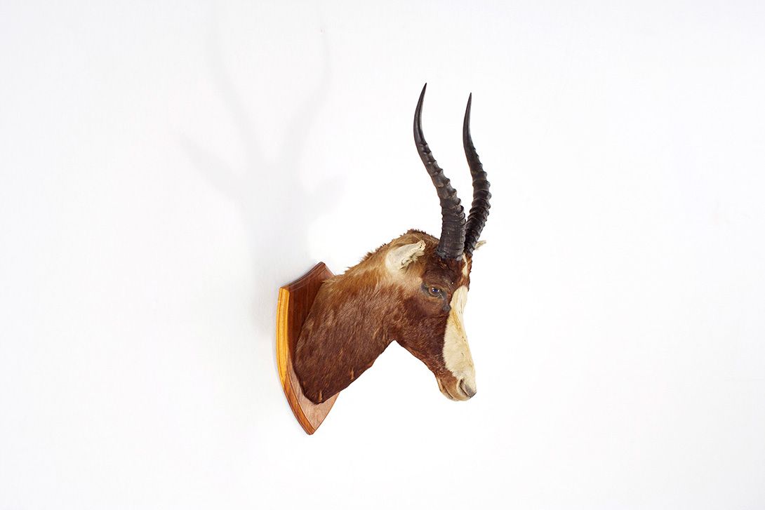 Foto Buntbock / Bontebok Head