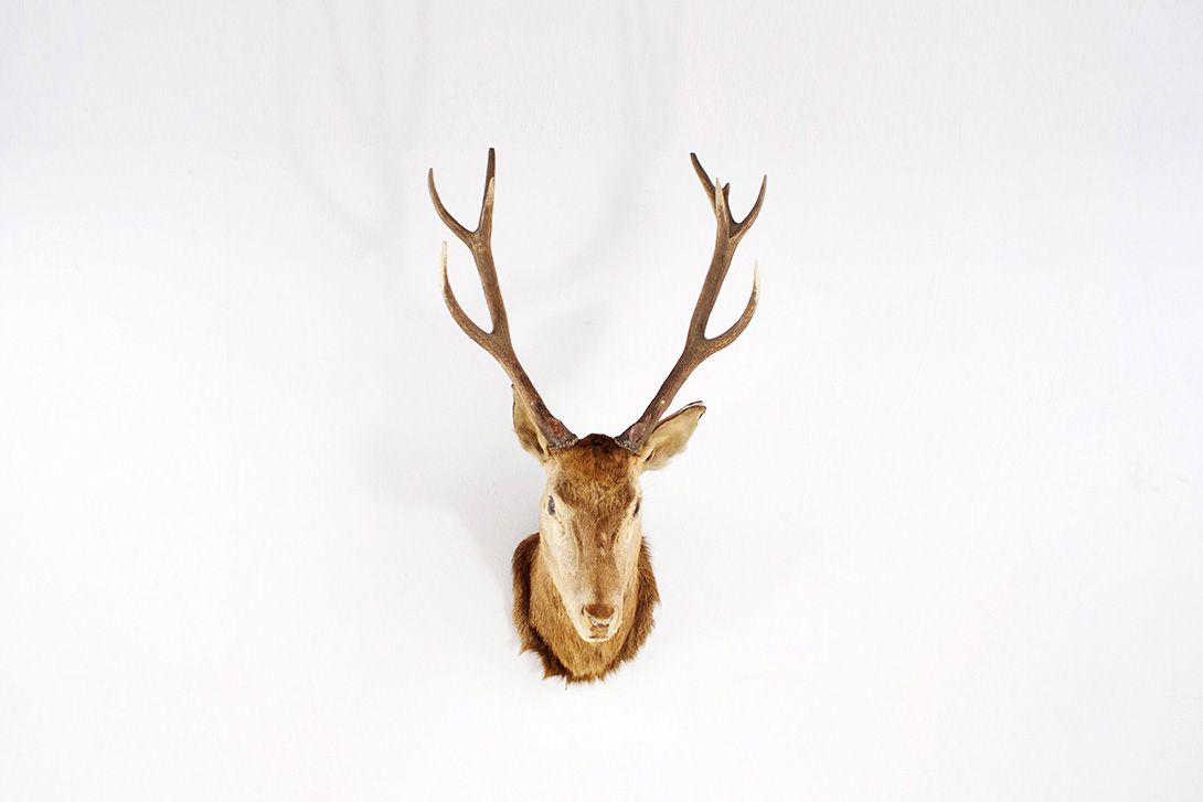 Foto Head of a Deer, Twelve Pointer Stag h115x70x70