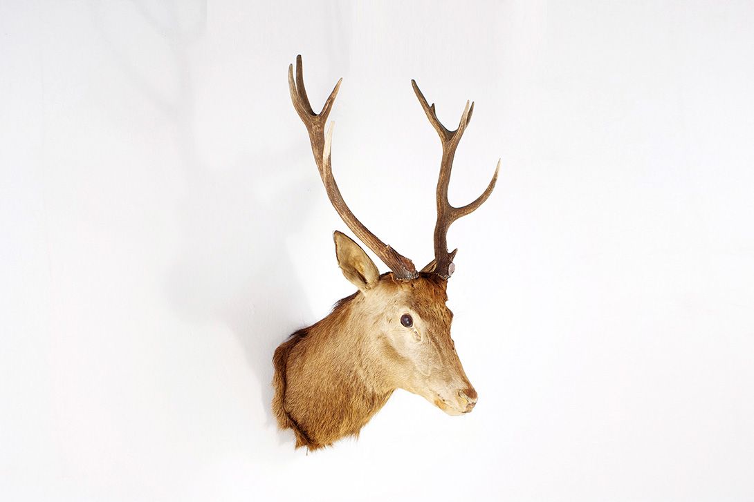 Foto Head of a Deer, Twelve Pointer Stag h115x70x70