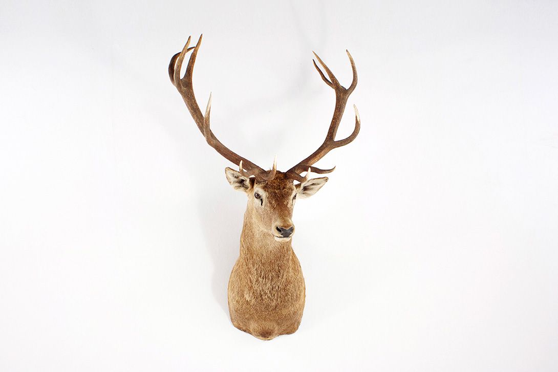 Foto Head of a Deer, Fourteen Pointer Stag h160x95x88