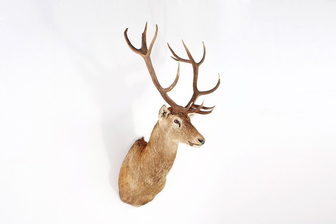 Foto Head of a Deer, Fourteen Pointer Stag h160x95x88