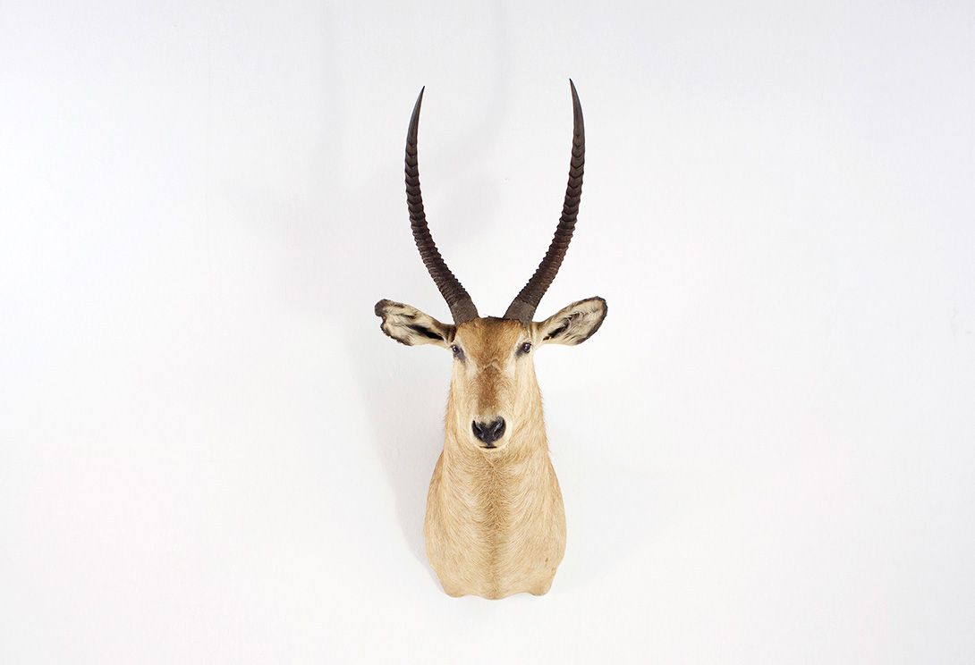 Foto Antelope Head 2