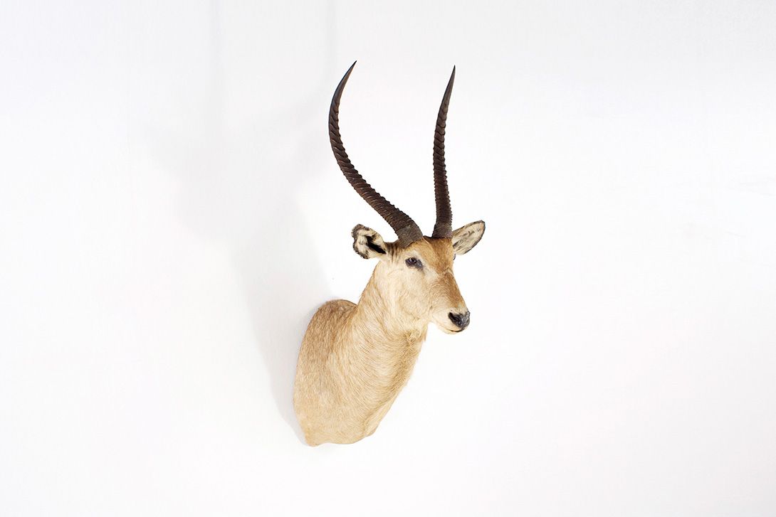 Foto Antelope Head 2