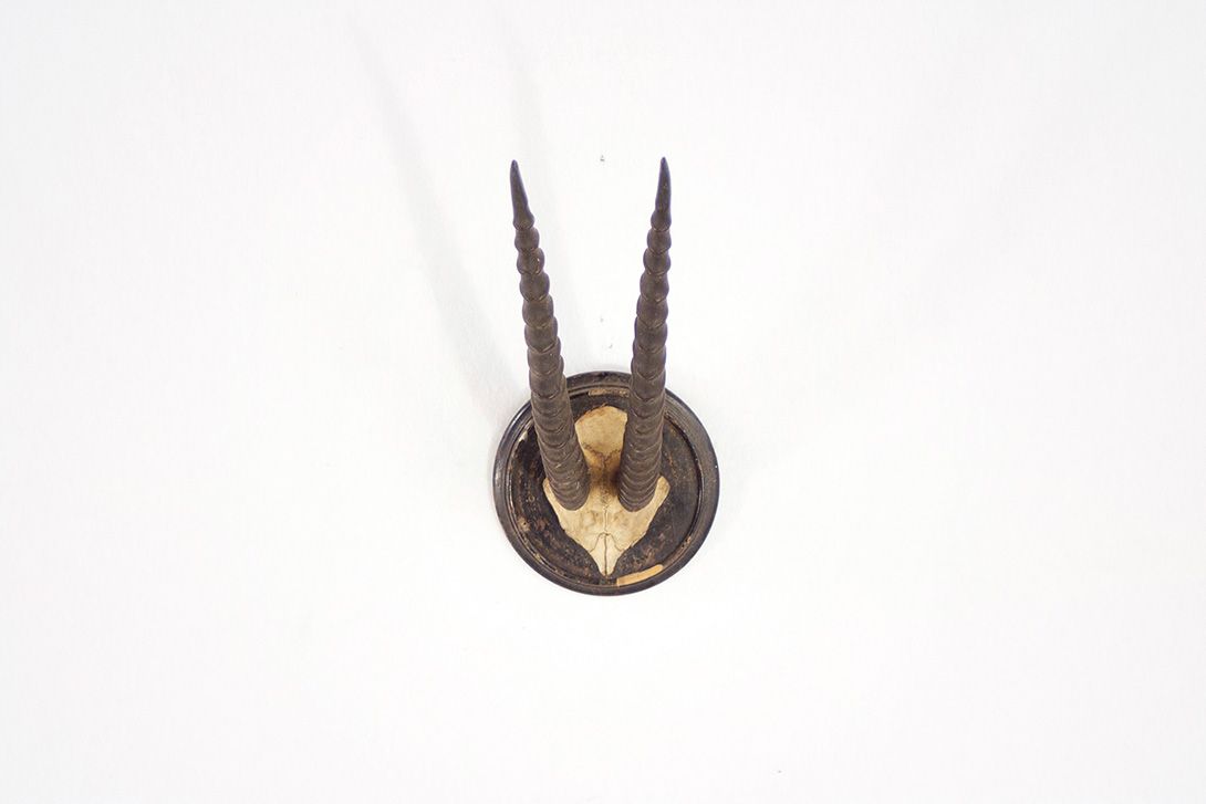 Foto Antelope Horns