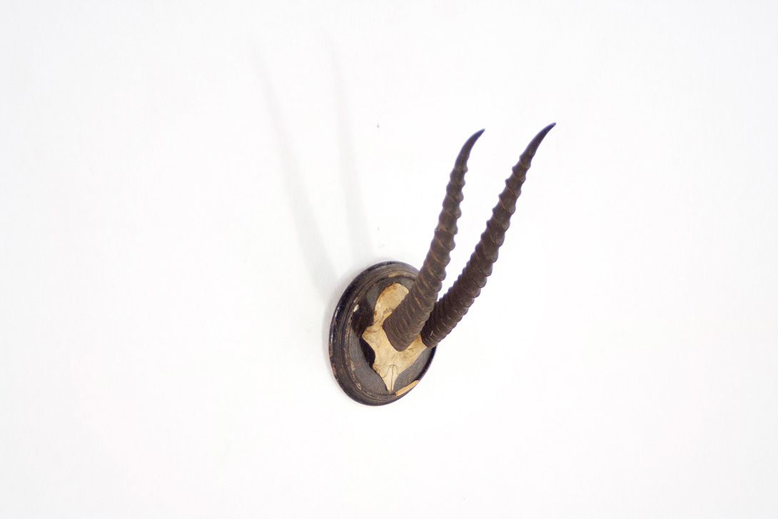 Foto Antelope Horns