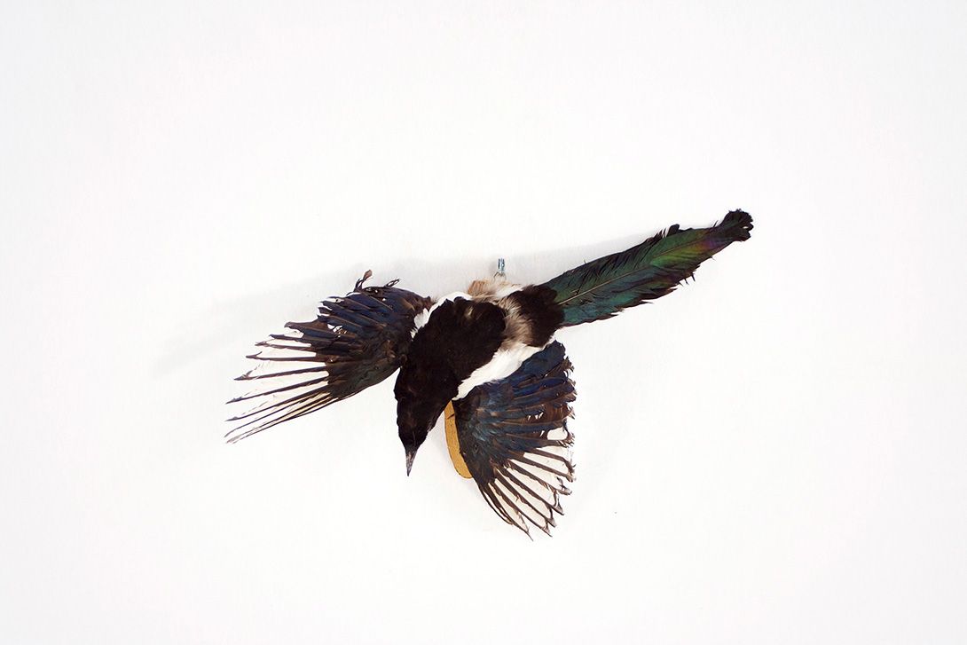 Foto Flying Magpie