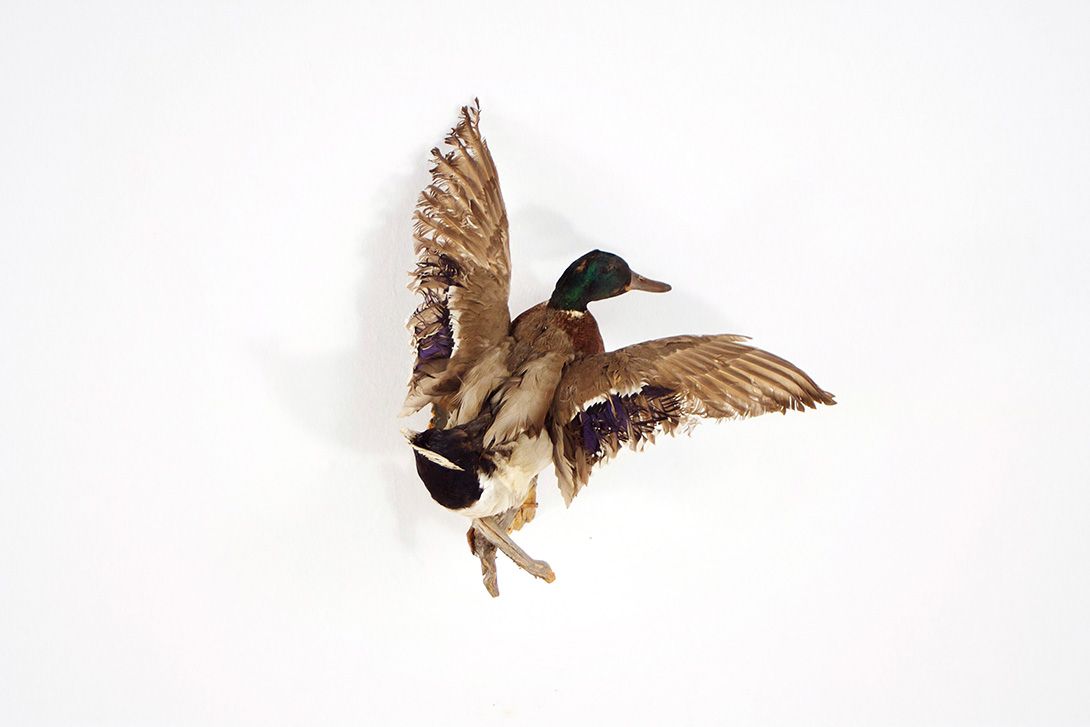 Foto Flying Male Mallard Duck