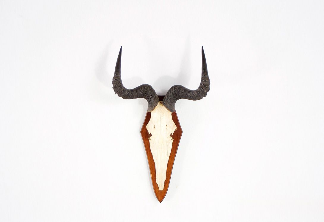 Foto Hartebeest Horns
