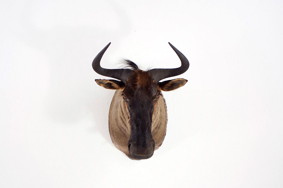 Foto Gnu Head h53x80x75