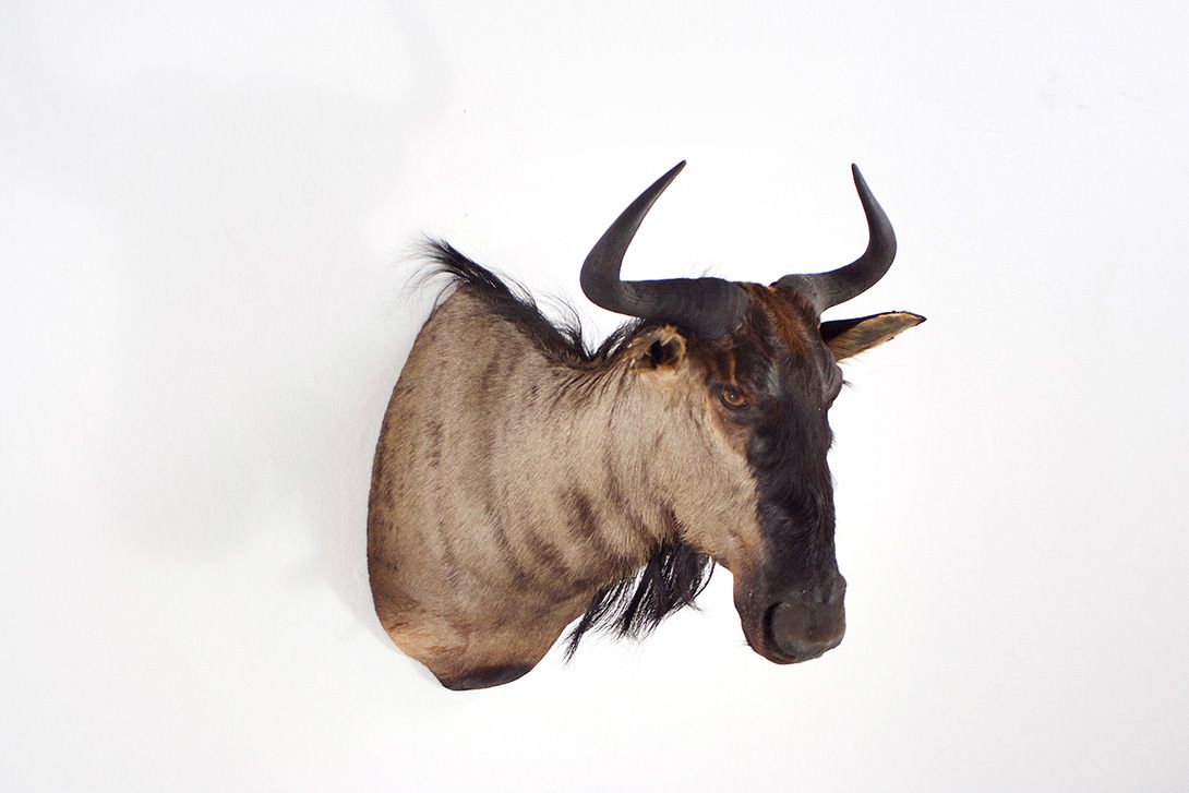Foto Gnu Head h53x80x75