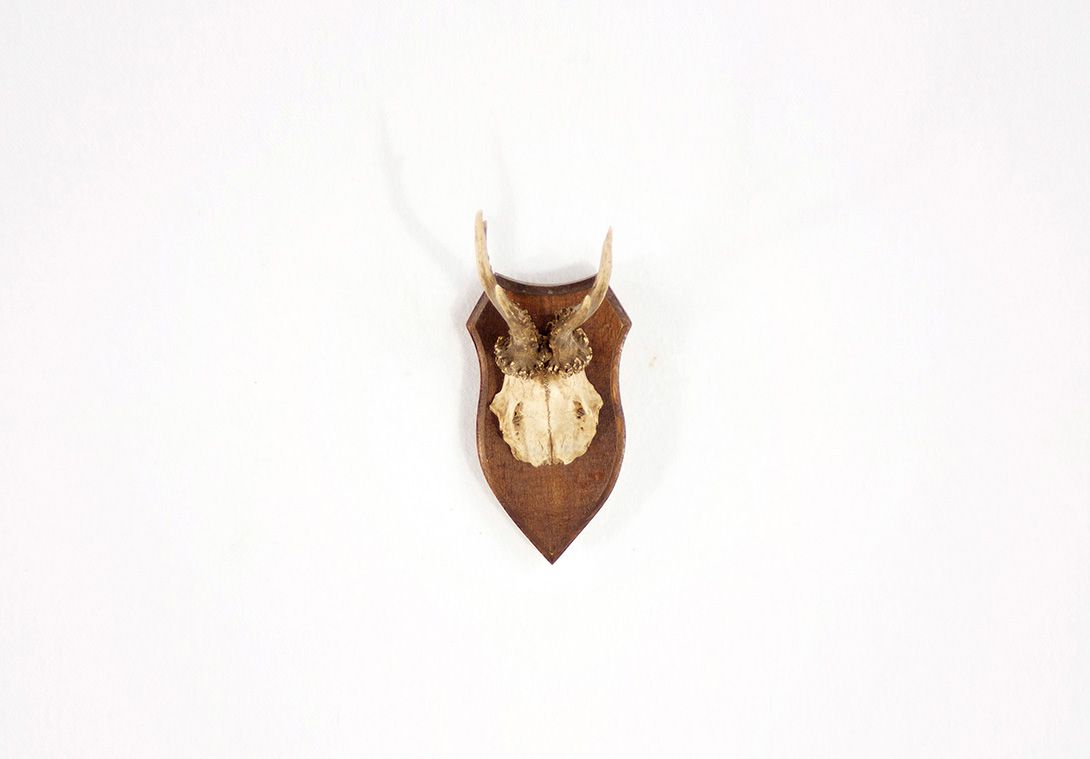 Foto Antlers / Young Deer IV
