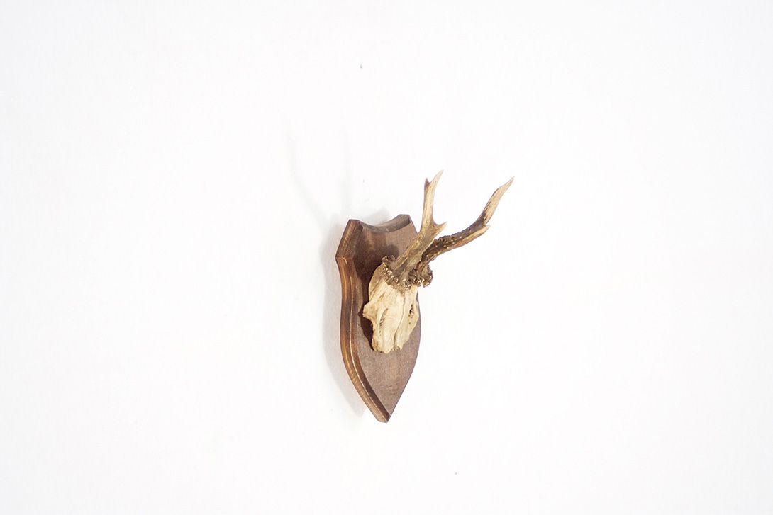 Foto Antlers / Young Deer IV