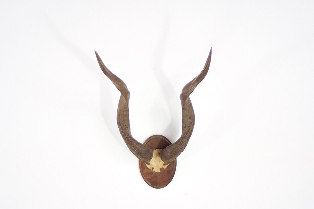 Foto Male Kudu Antelope Horns