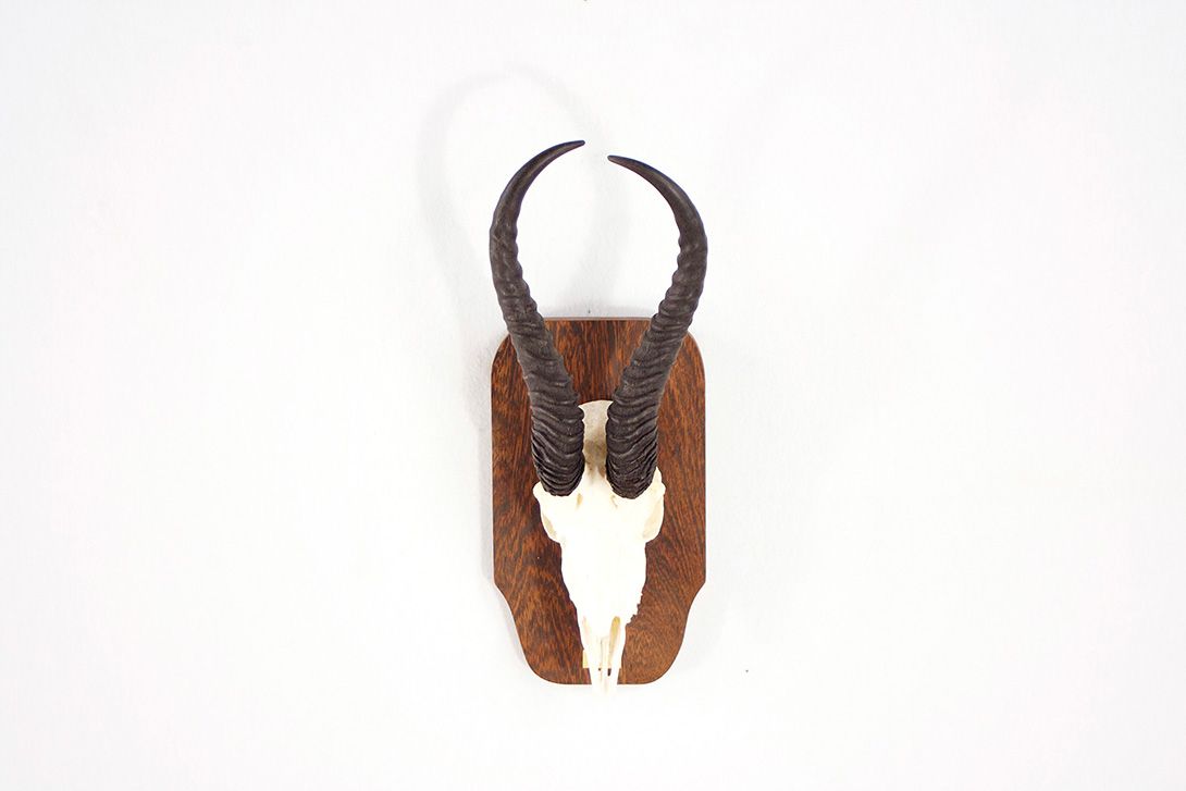 Foto Asymmetrical Springbok Horns