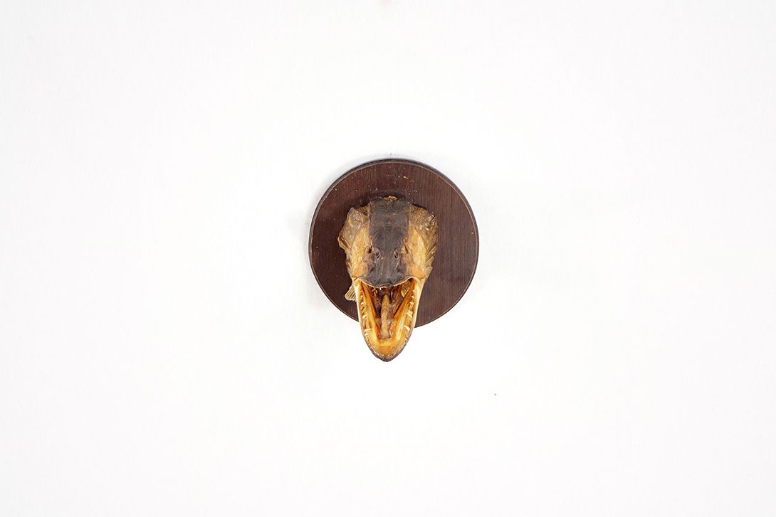 Foto Pickerel Head Taxidermy