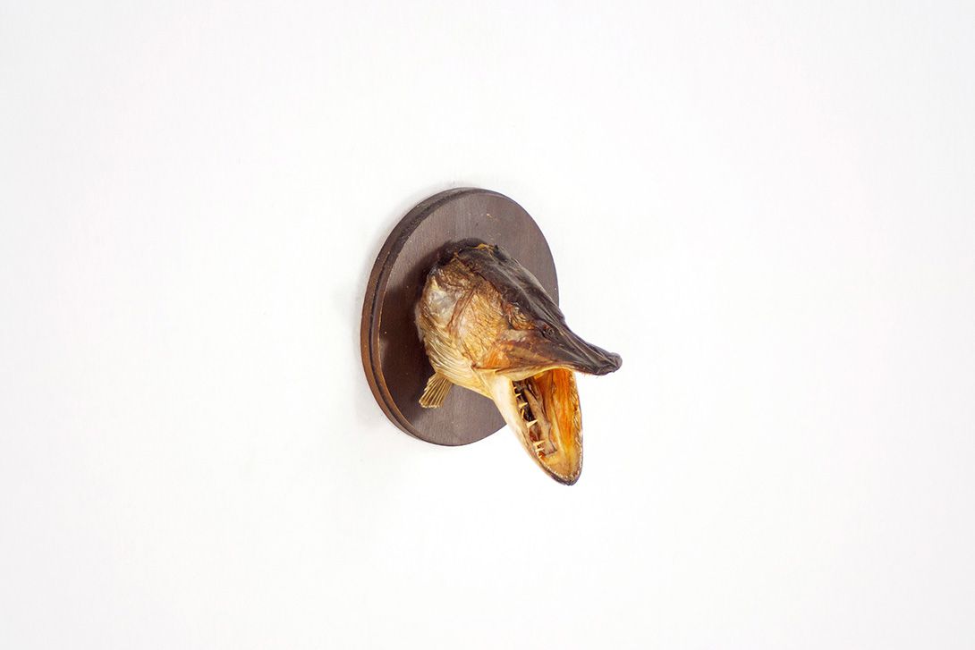 Foto Pickerel Head Taxidermy