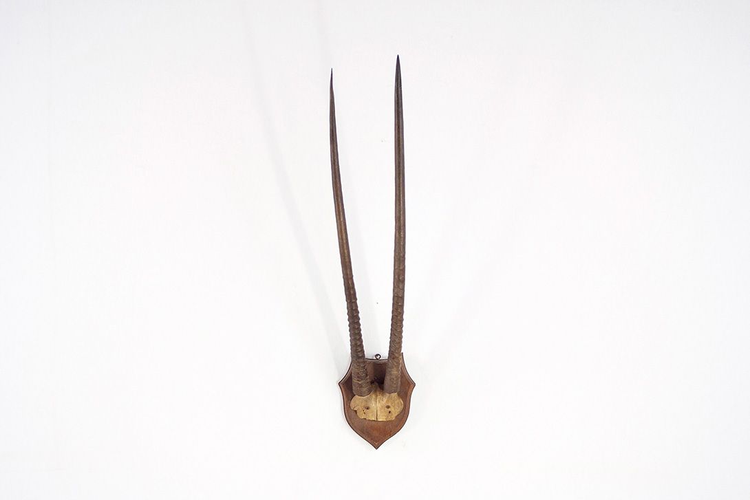 Foto Asymmetrical Oryx Antelope Horns
