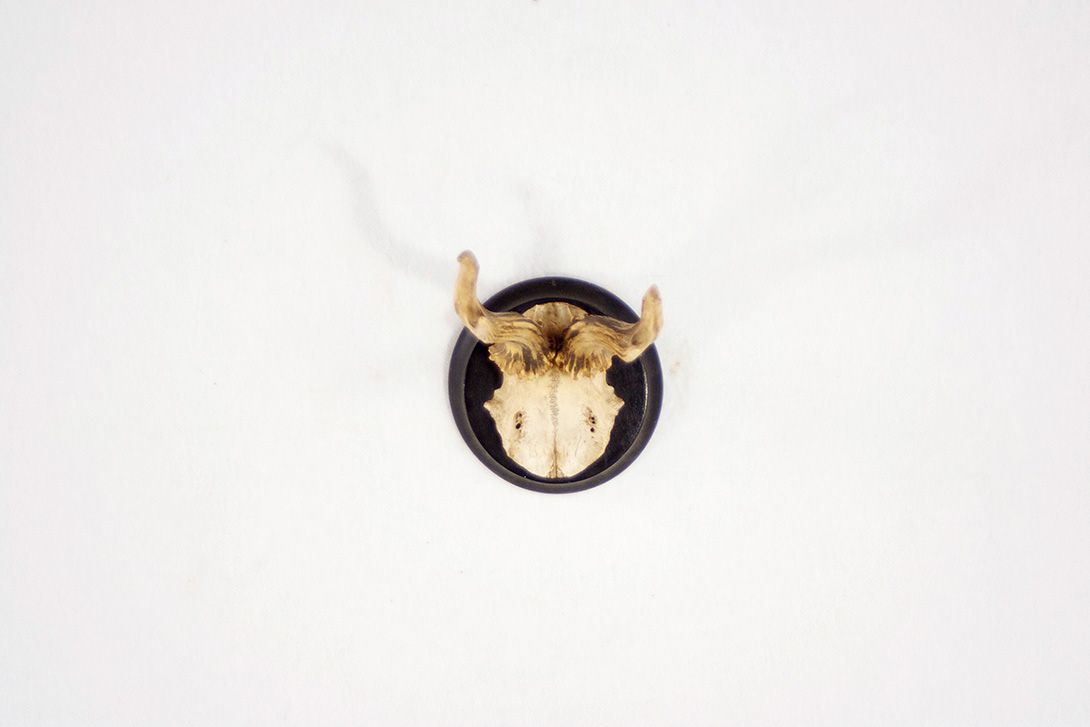 Foto Asymmetrical Antlers / Young Deer