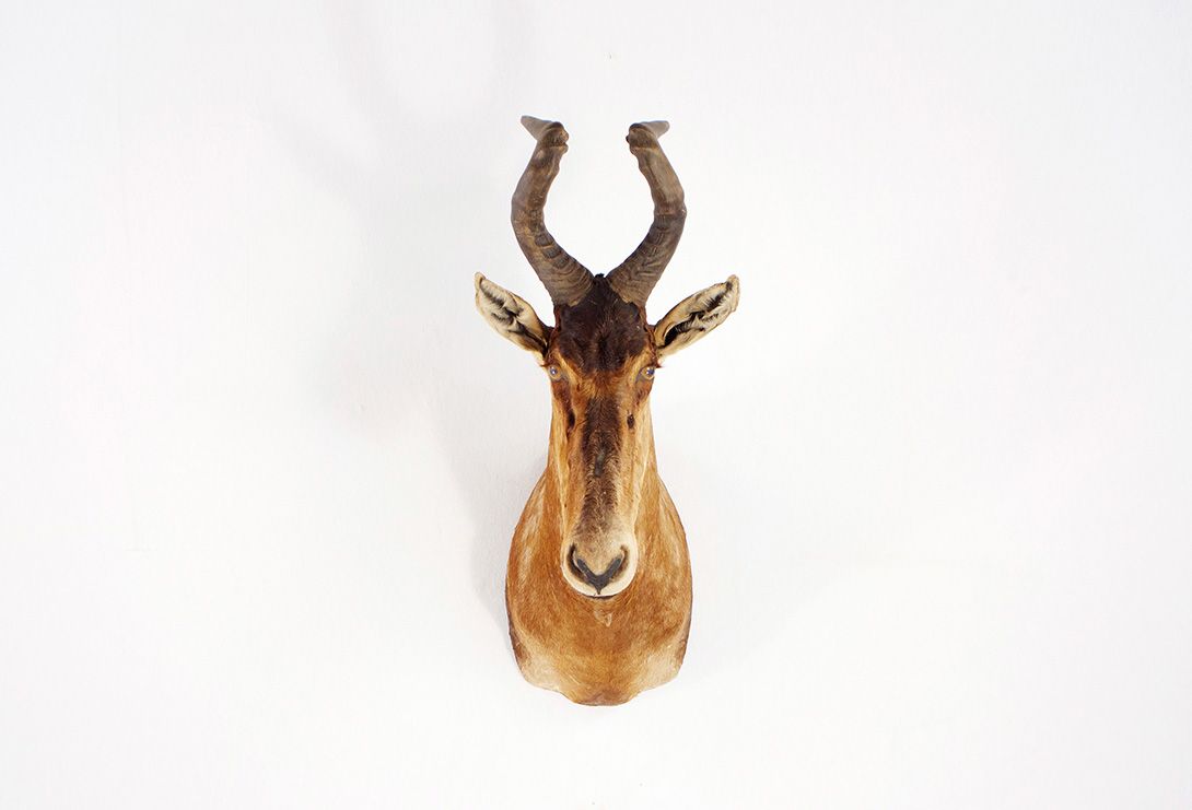 Foto Kuhantilope / Hartebeest Head