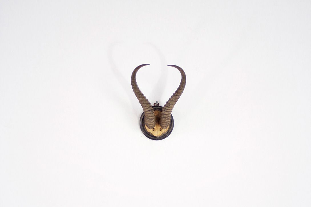 Foto Light Springbok Horns