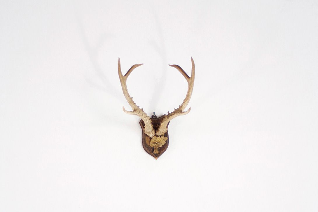 Foto Horns XI with 6 Antler Points