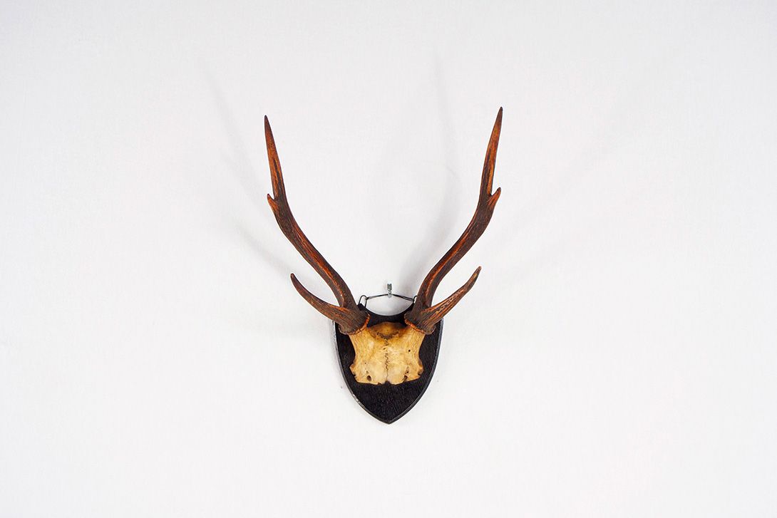 Foto Stag&#8217;s Antlers