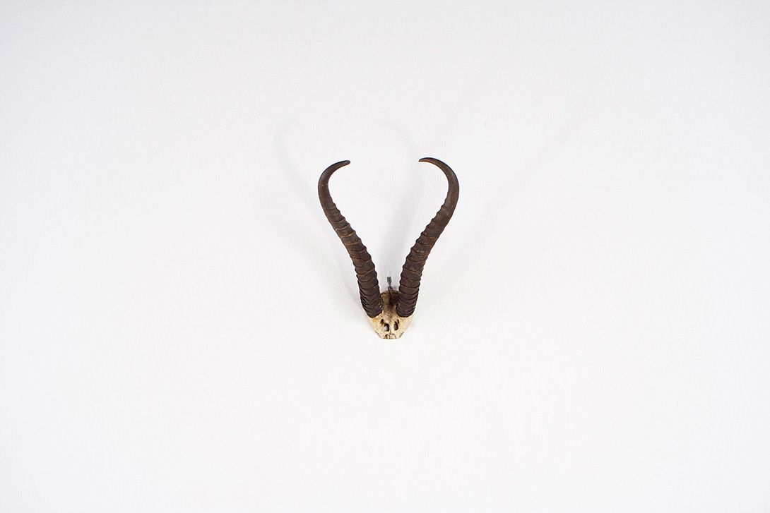Foto Dark Springbok Horns I