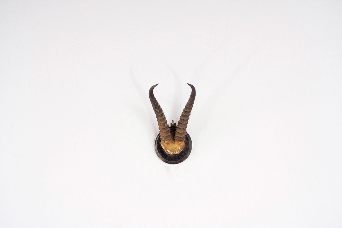 Foto Light Springbok Horns II