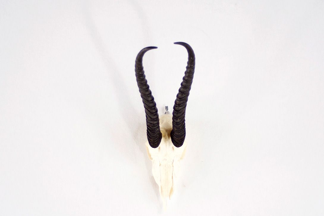 Foto Dark Springbok Horns II