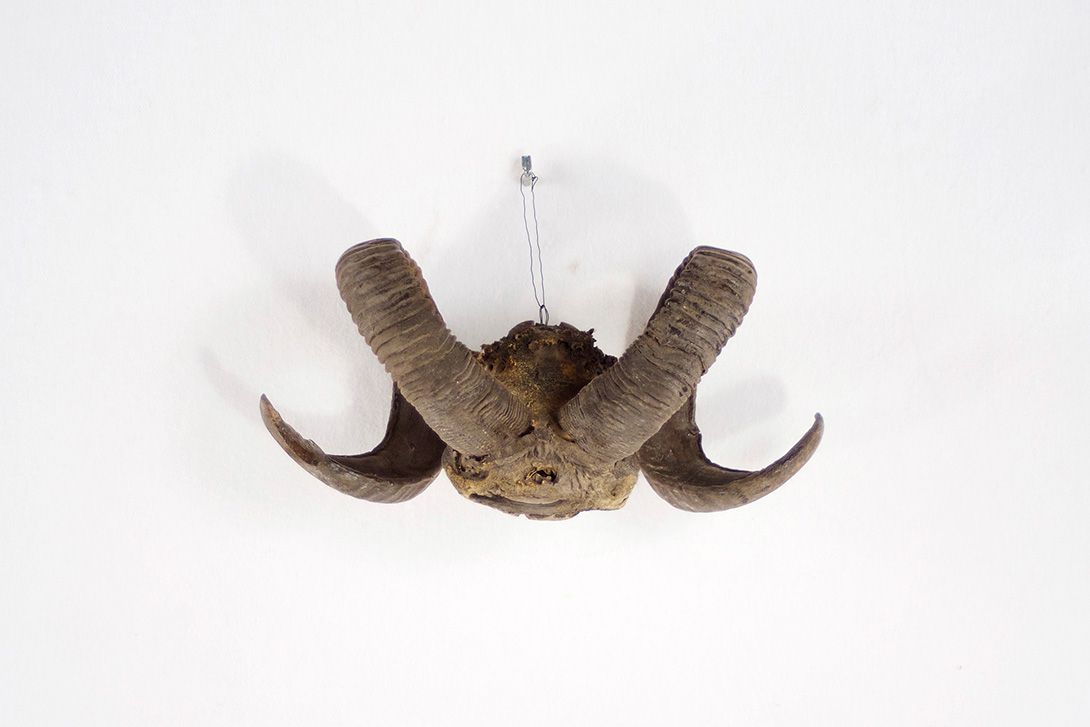 Foto Ram Horns