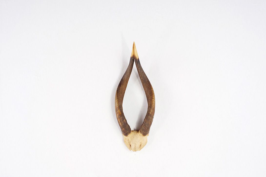 Foto Springbok Horns 1970