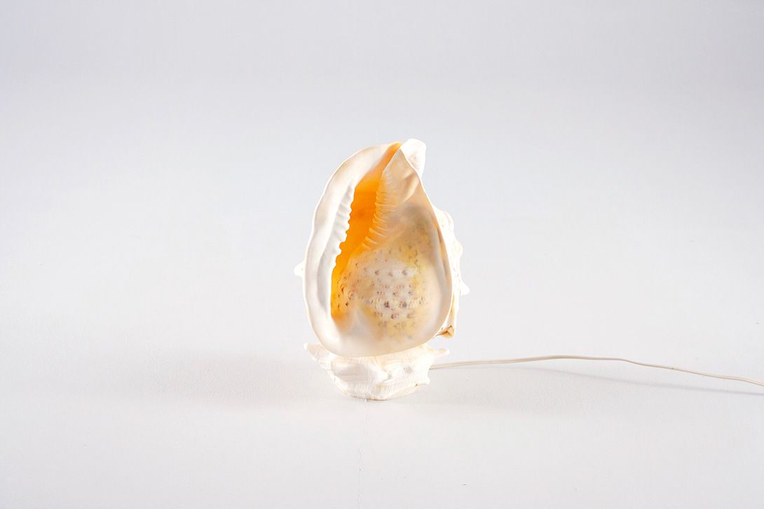 Foto Desk Lamp Sea Shell h34