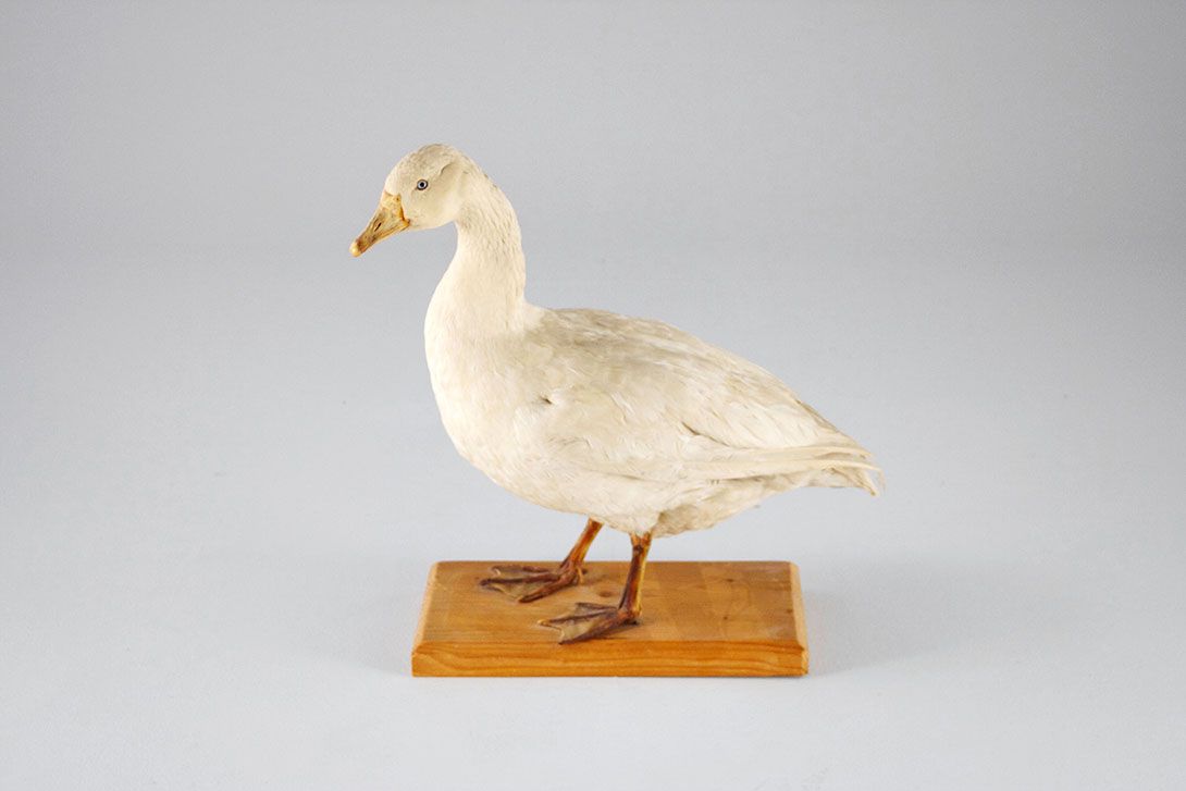 Foto Taxidermy Big Friendly Goose 1964 Germany h60
