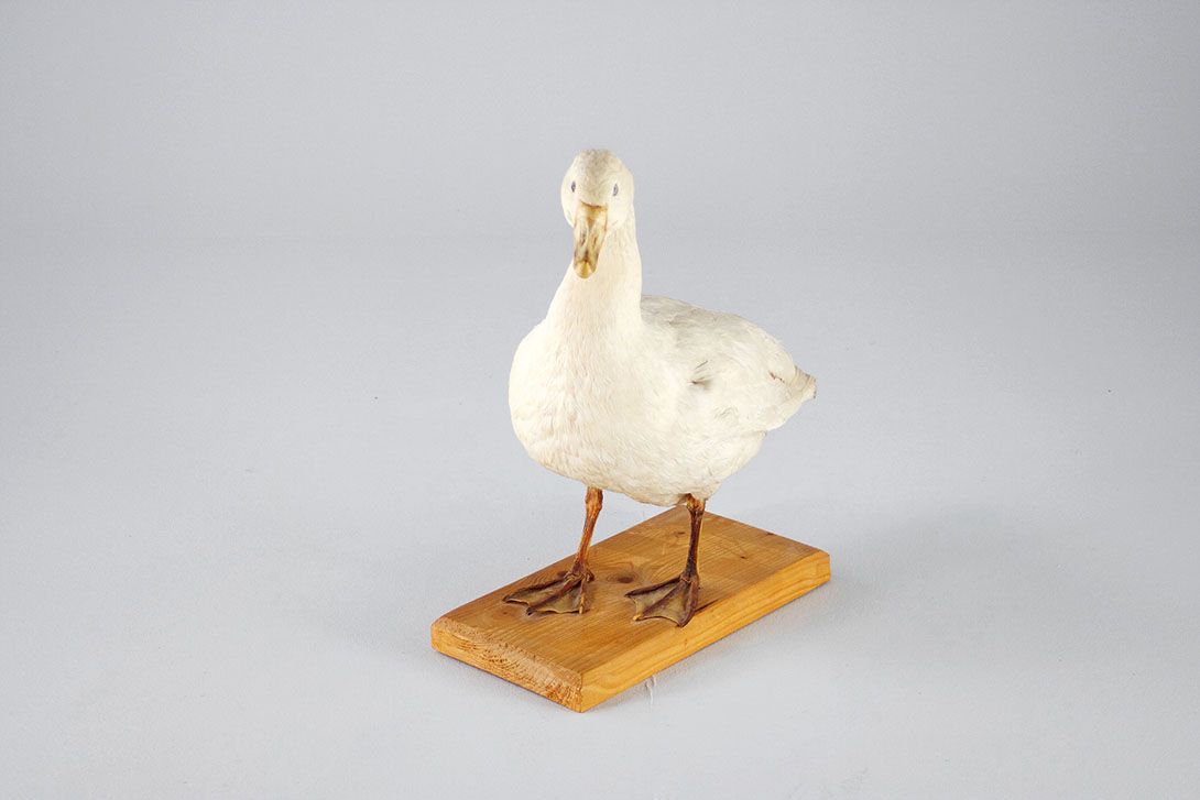 Foto Taxidermy Big Friendly Goose 1964 Germany h60