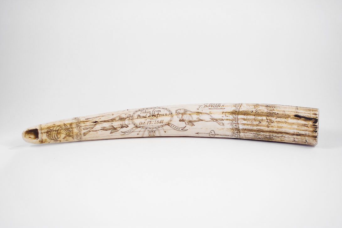 Foto Finely Engraved Walrus Tusk, Oct. 17, 1841