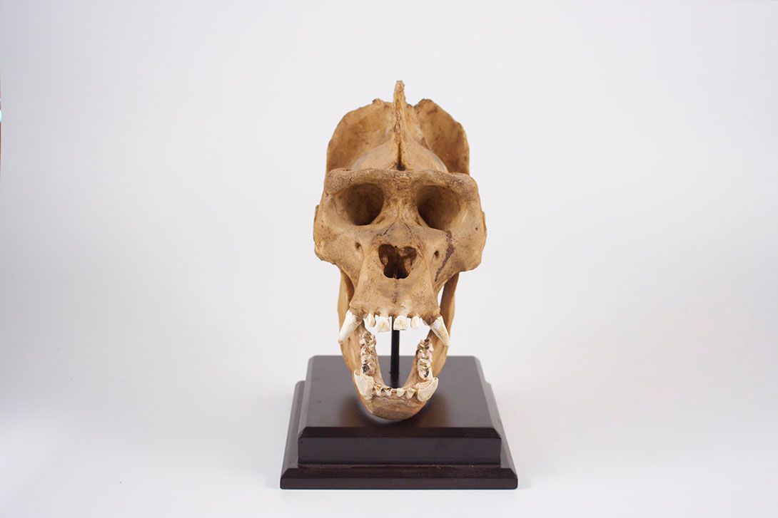 Foto Amazing Gorilla Skull Model //