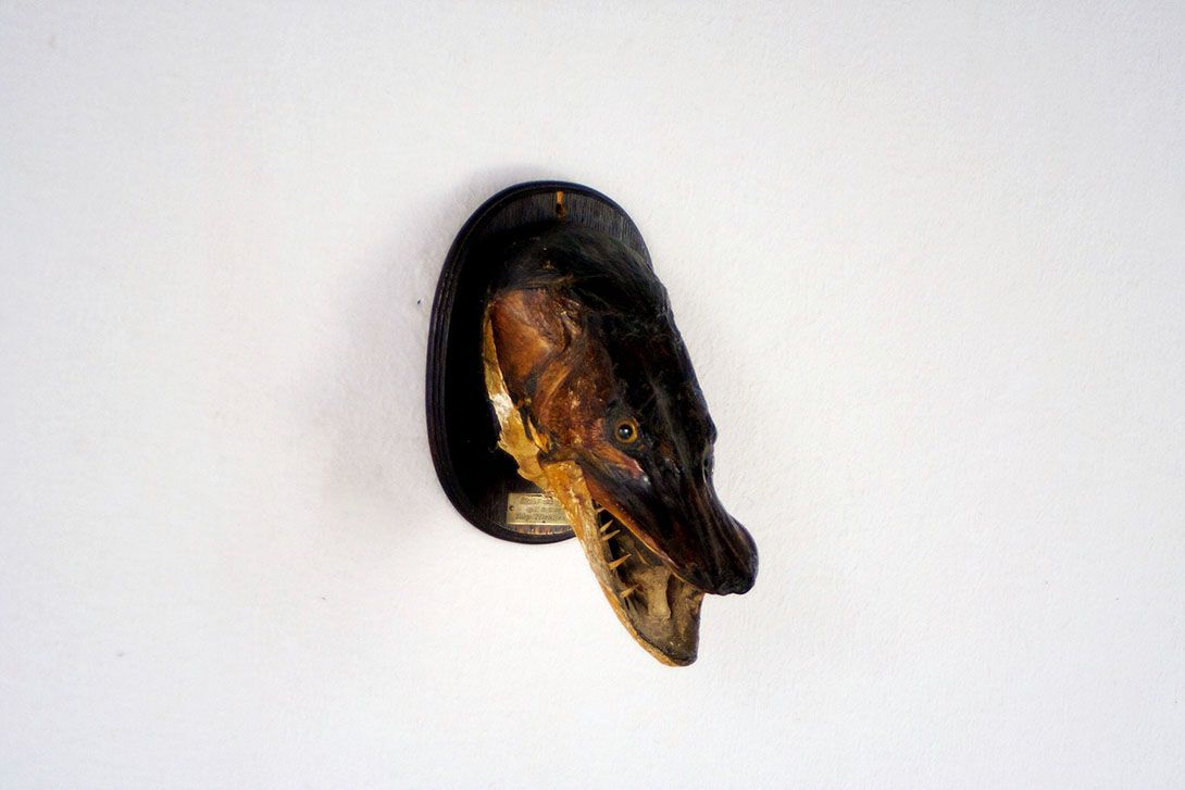 Foto Decorative Fish