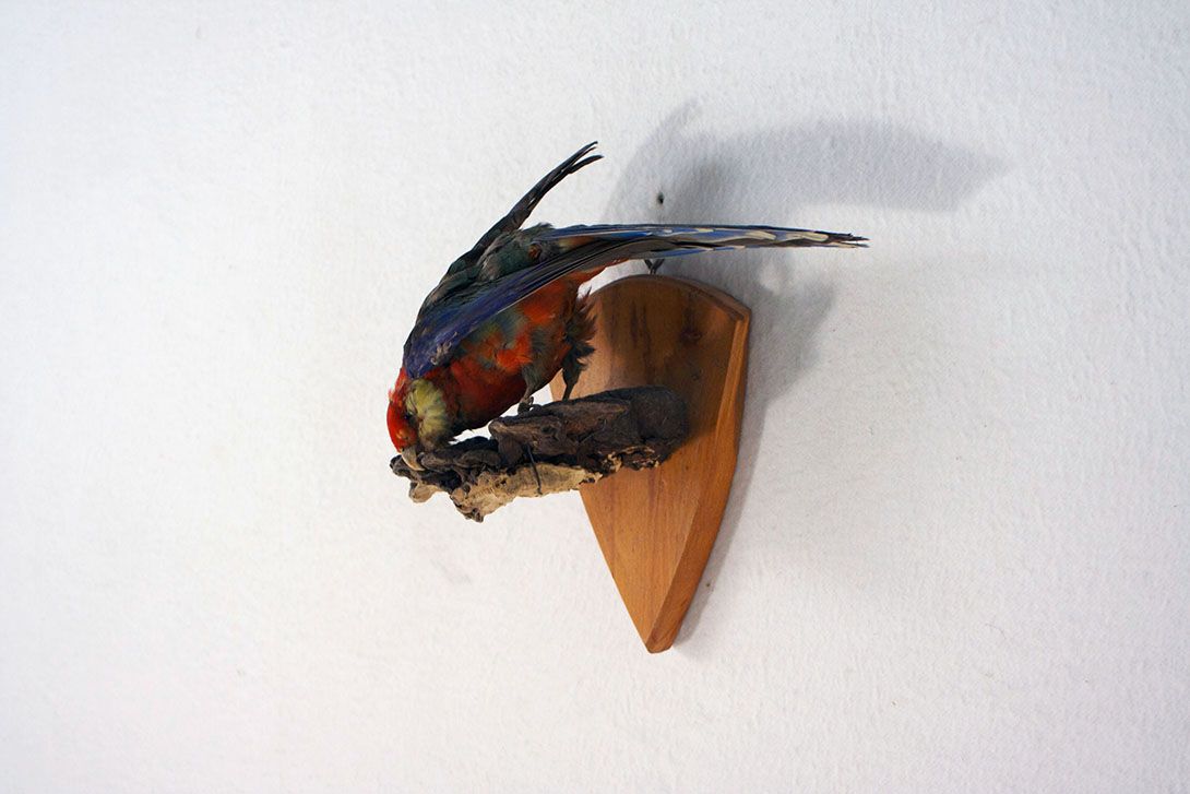 Foto Multicoloured Parrot Sitting on a Branch