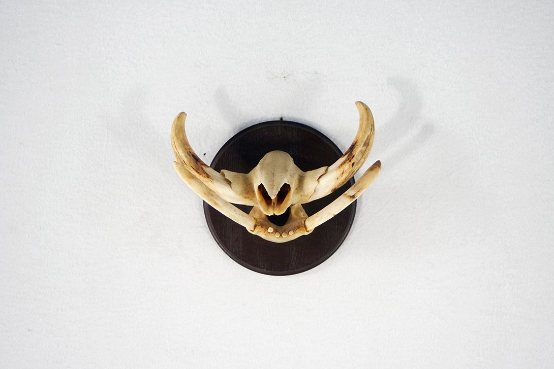 Foto Wild Boar Tusks &#038; Horns