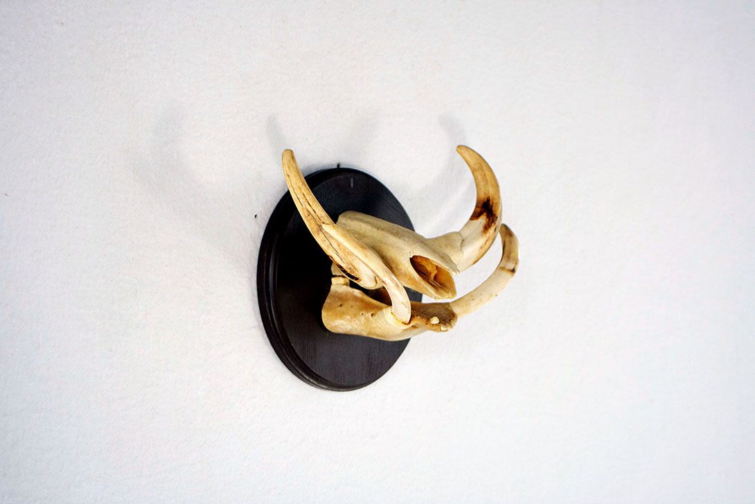 Foto Wild Boar Tusks &#038; Horns