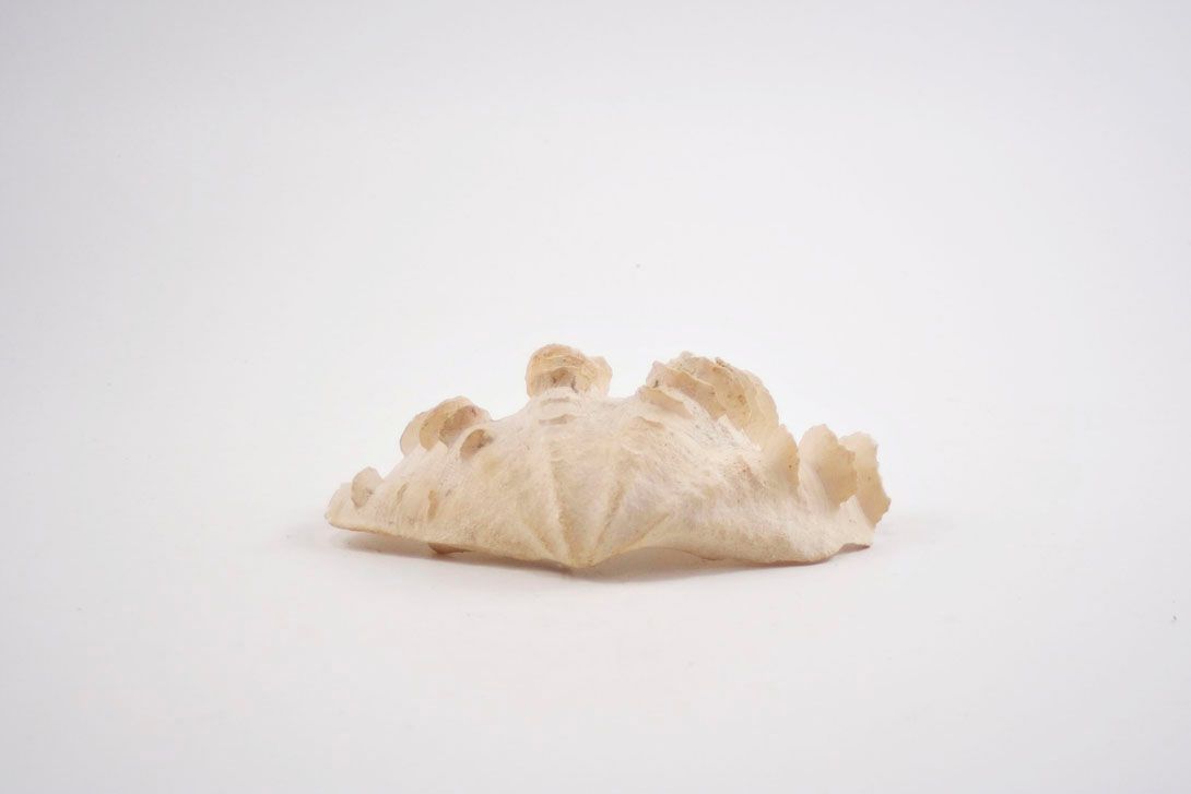 Foto Two White and Scaly Pearl Shells