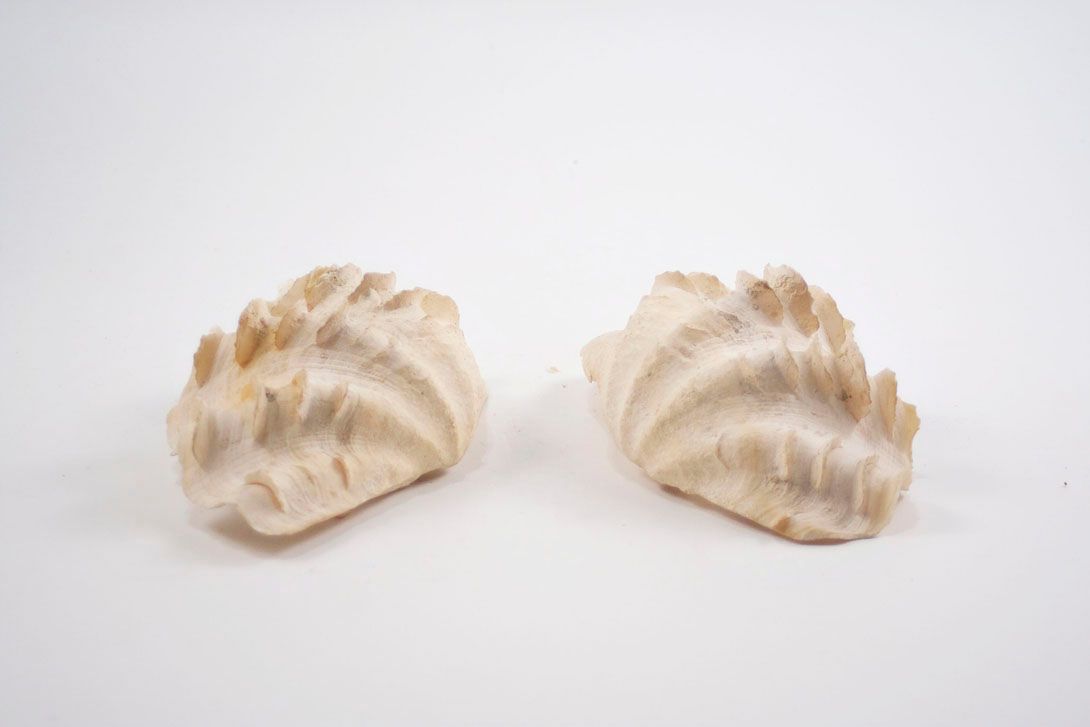 Foto Two White and Scaly Pearl Shells