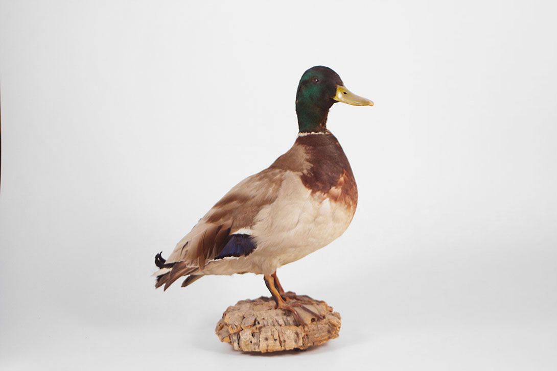 Foto Taxidermy Standing Male Mallard Duck