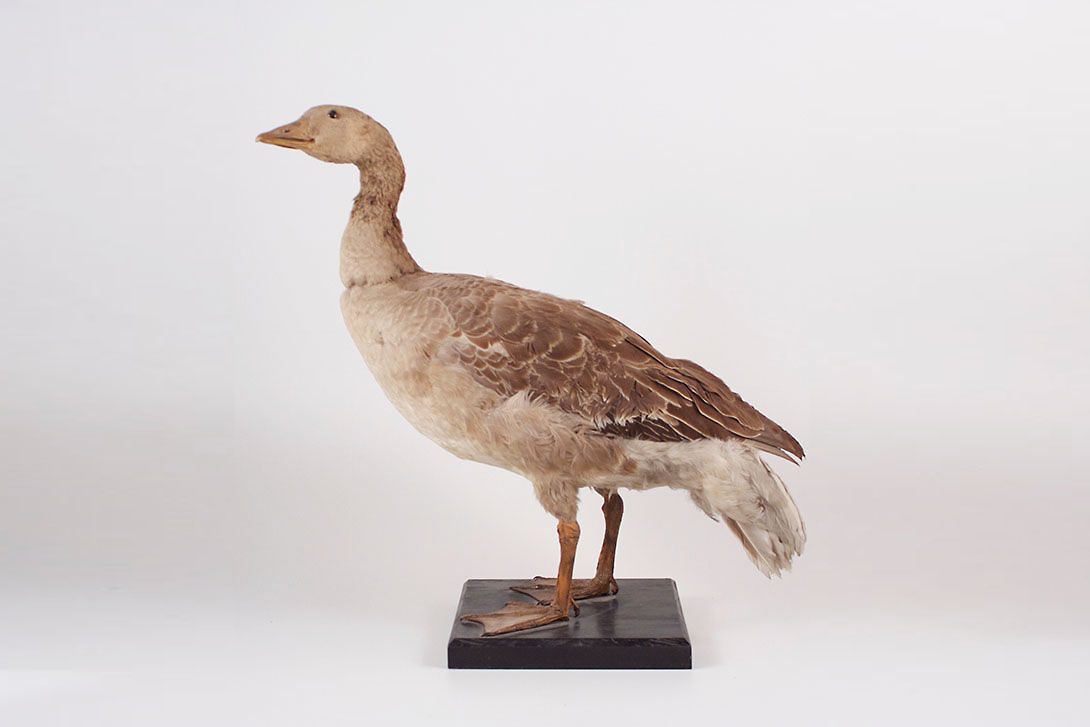 Foto Taxidermy Wild Peering Goose