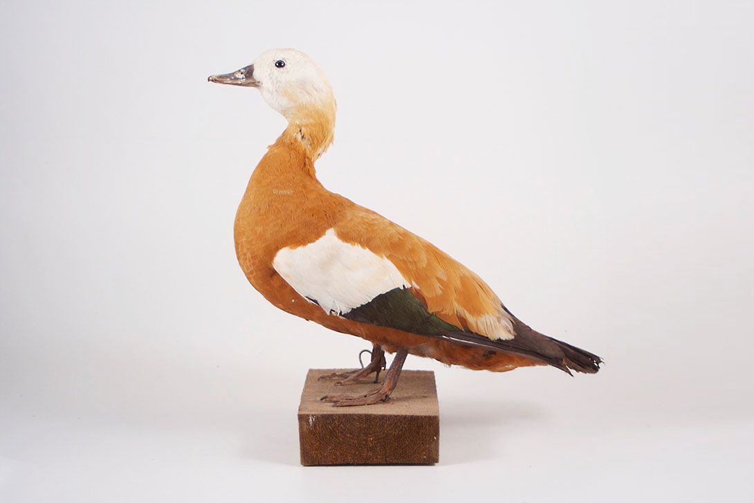 Foto Taxidermy White Headed Duck with Light Brown Plumage