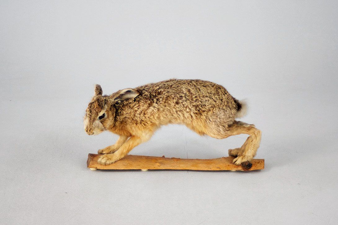 Foto Taxidermy &#8211; Unhurried Hare