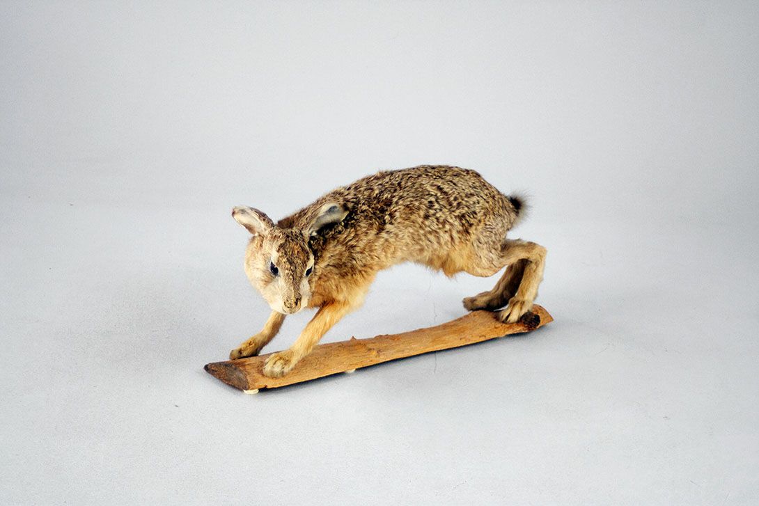 Foto Taxidermy &#8211; Unhurried Hare