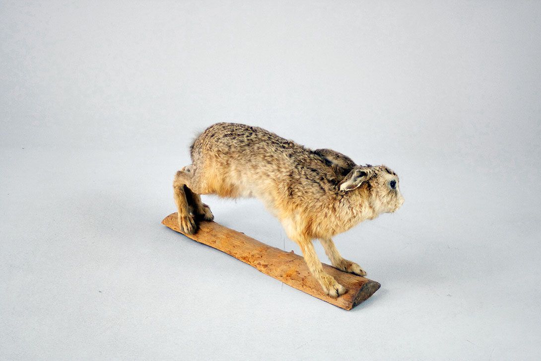 Foto Taxidermy &#8211; Unhurried Hare
